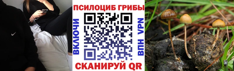 наркошоп  Черноголовка  Псилоцибиновые грибы прущие грибы 